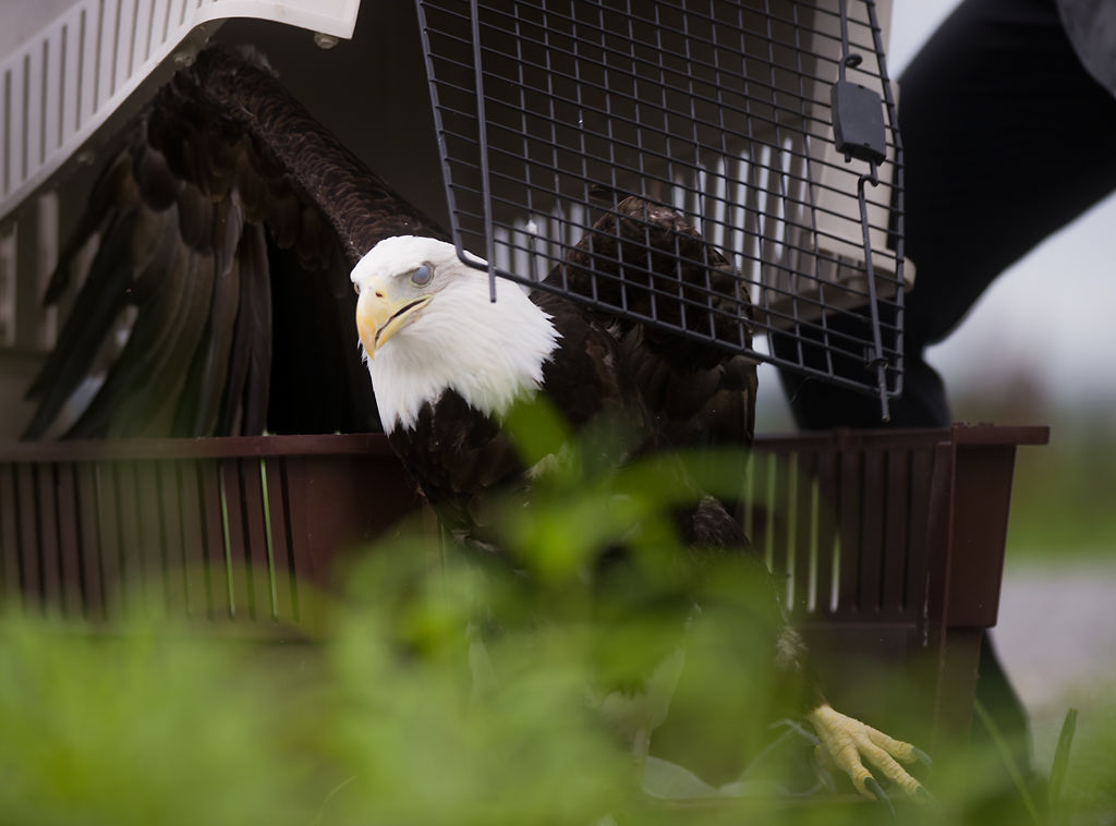 Dorothy Parker is released